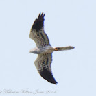 Montagu's Harrier; Aguilucho Cenizo