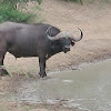 African Buffalo