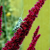 Pine Tree Spur-Throat Grasshopper