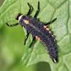 ladybug beetle larva