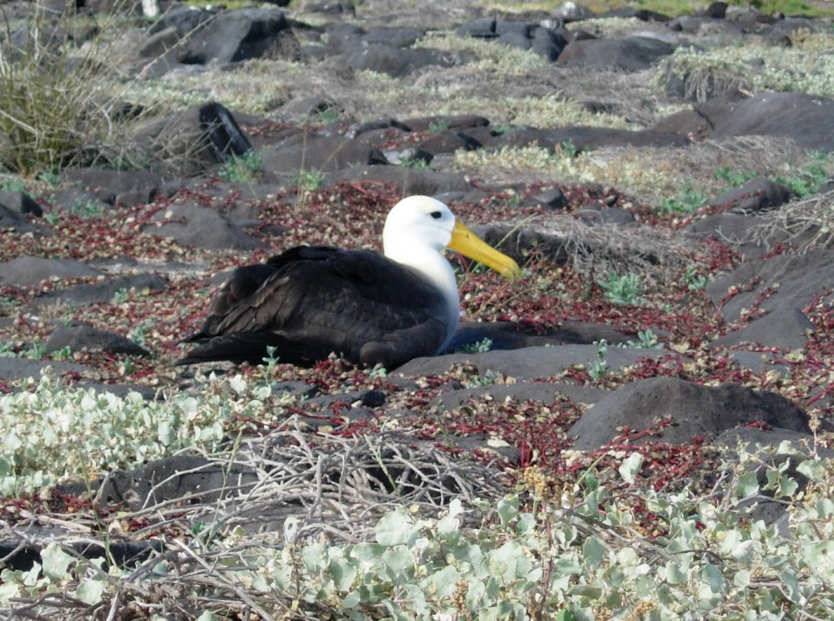 Albatros. Waved albatross