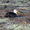 Albatros. Waved albatross