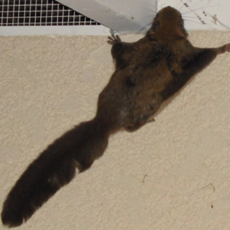 Northern Flying squirrel