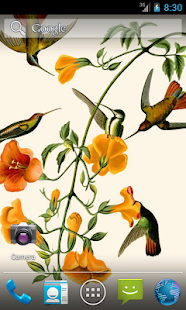 Audubons Hummingbirds Live WP Screen 3