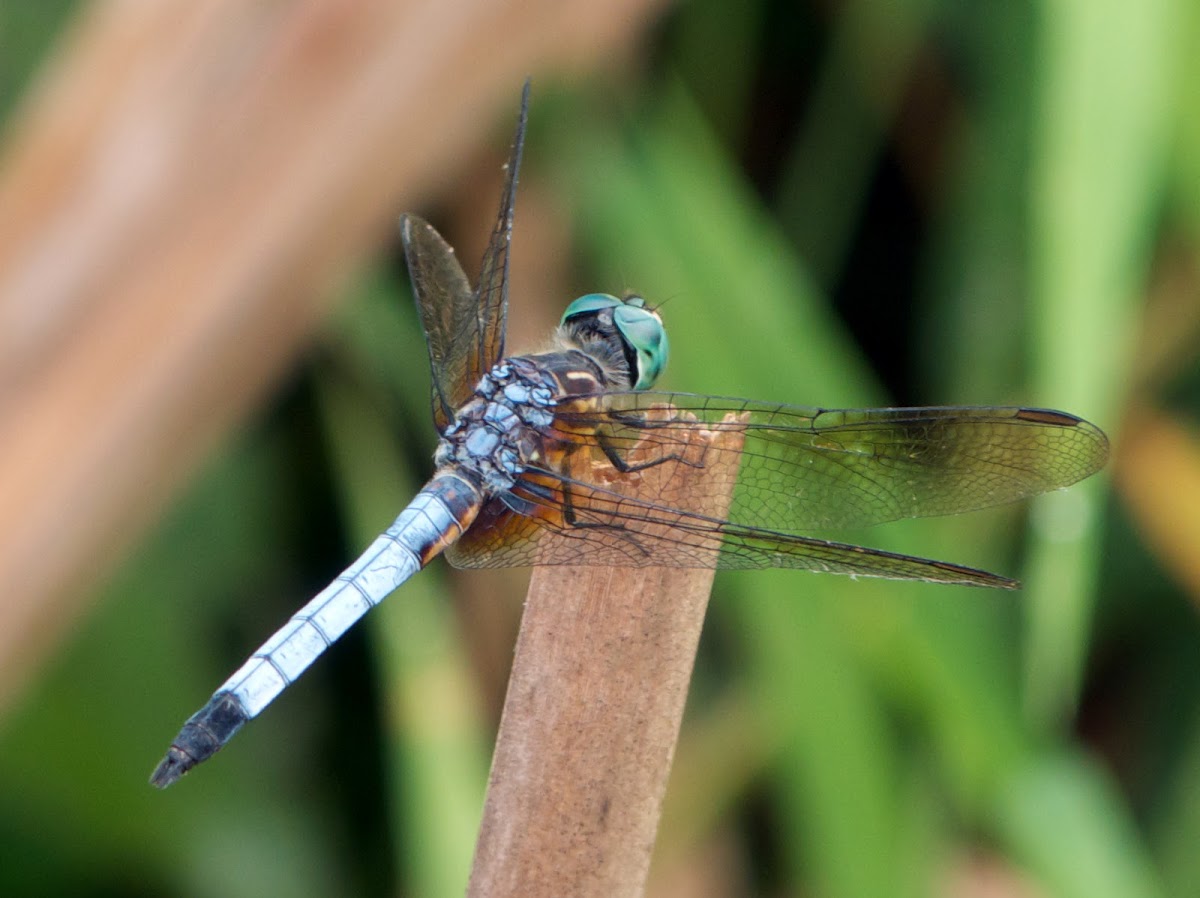 Blue Dasher dragonfly (male)