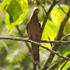 Little Cuckoo Dove