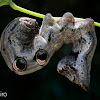 Fruit-piercing Moth (larva)
