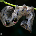 Fruit-piercing Moth (larva)
