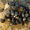 sea ​​snails