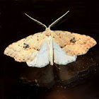 Geo moth male?