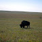 American Bison/Buffalo