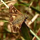 Mountain Skipper - female