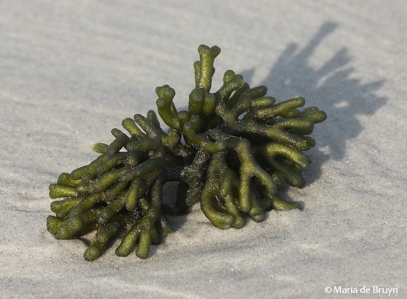 Green sponge seaweed