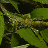 Spiny Stick Insect