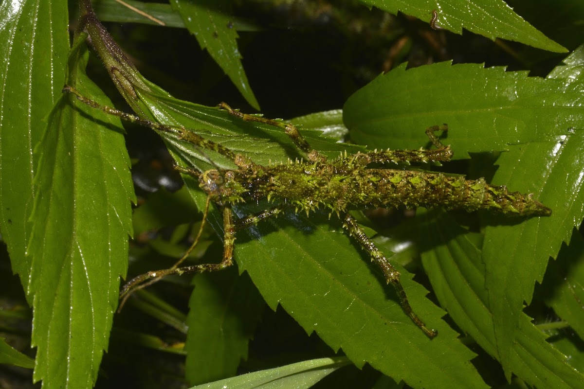 Spiny Stick Insect