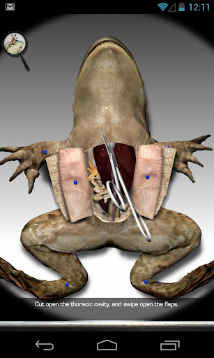 Froguts Frog Dissection