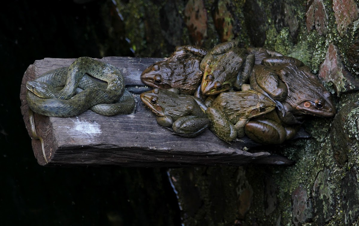 Checkered Keelback and Indian Bull Frogs