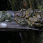 Checkered Keelback and Indian Bull Frogs
