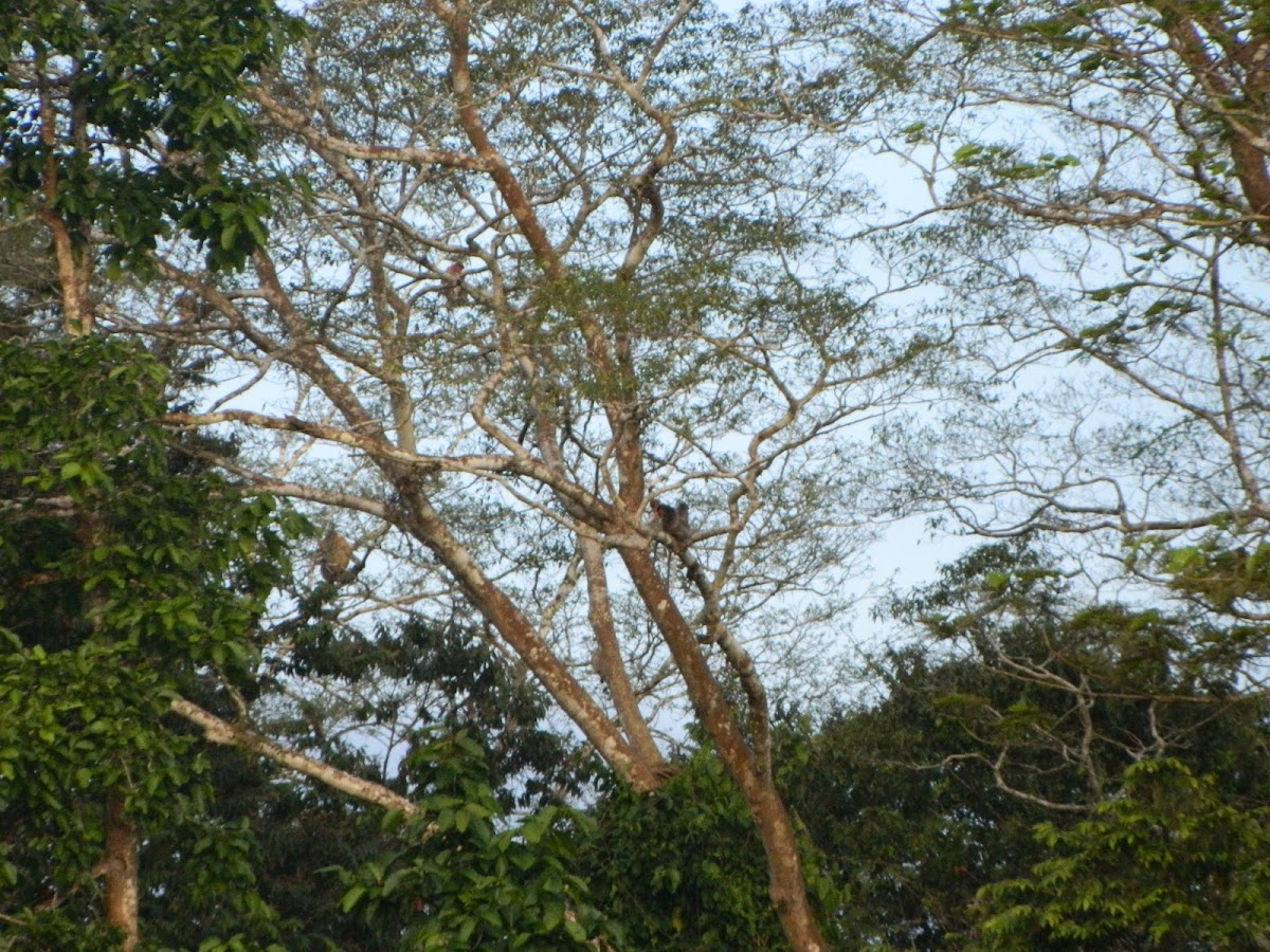 Proboscis Monkey