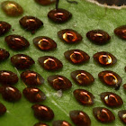 Leaf-footed bug eggs