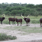 Ankole-Watusi (cattle)