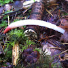 Common stinkhorn