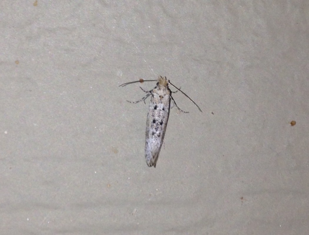 Scythridid Moth