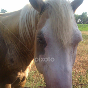Hi, my name is Tank by Linda Poessnecker - Animals Horses