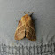Eastern tent caterpillar moth