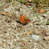 Pologonia comma