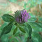 Purple clover 