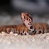 Cottonmouth