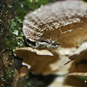 Turkey Tail Fungus with Jumping Spider