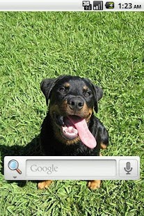 Download Rottweiler Live Wallpaper APK for Android