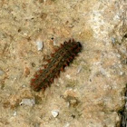Spanish festoon caterpillar