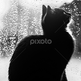 Catsita by Stephanie Walsh - Animals - Cats Kittens
