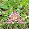 Large Yellow Underwing