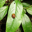 Unidentified Leaf Beetle