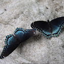 Red-Spotted Purple (White Admiral)
