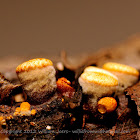 Bird's-nest fungi