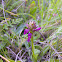Orchis italica X Orchis anthropophorum