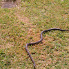 Texas Rat Snake