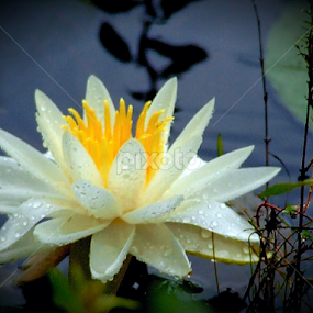 Water Lily by Paul Mays - Flowers Flowers in the Wild