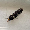 Gelechiod Moth