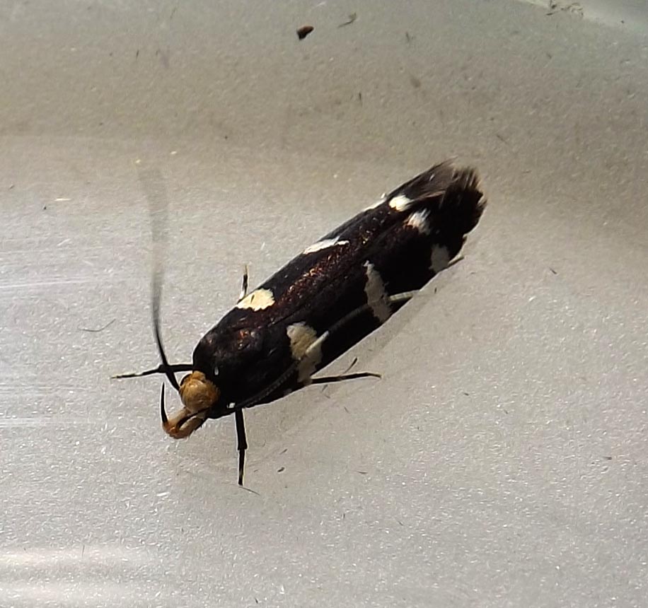 Gelechiod Moth