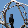 Phainopepla (male)