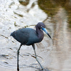 Little Blue Heron