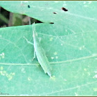 Slant-faced Grasshopper (Nymph)