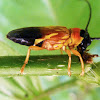 Long horned beetle