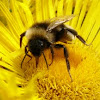Large earth bumble bee